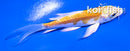 4" DOITSU LEMON HARIWAKE BUTTERFLY