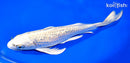 9.75" GINRIN KUJAKU BUTTERFLY