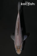 4.5" SORAGOI