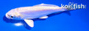 4" DOITSU PLATINUM OGON
