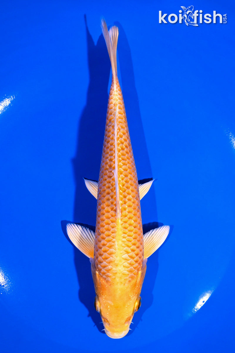 7" ORENJI OGON