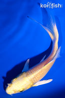 5.25" YAMABUKI OGON BUTTERFLY