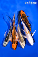 PACK OF (5) 4.5-5.5" BUTTERFLY KOI