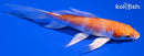 5" HARIWAKE BUTTERFLY