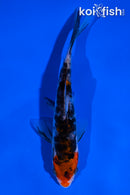 4.5" DOITSU SANKE