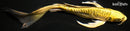8.75" KIN KIKOKURYU BUTTERFLY