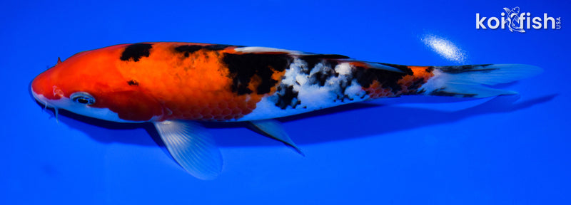 8.25" SANKE