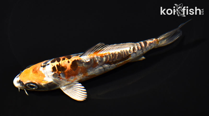 5.5" ARAGOKE BENI KIKOKURYU