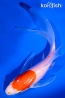 5.75" GLASS FIN KOHAKU BUTTERFLY