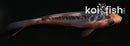 4" SHUSUI