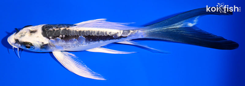 6" KIKOKURYU BUTTERFLY