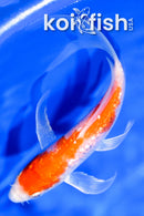 5.75" GINRIN HARIWAKE BUTTERFLY