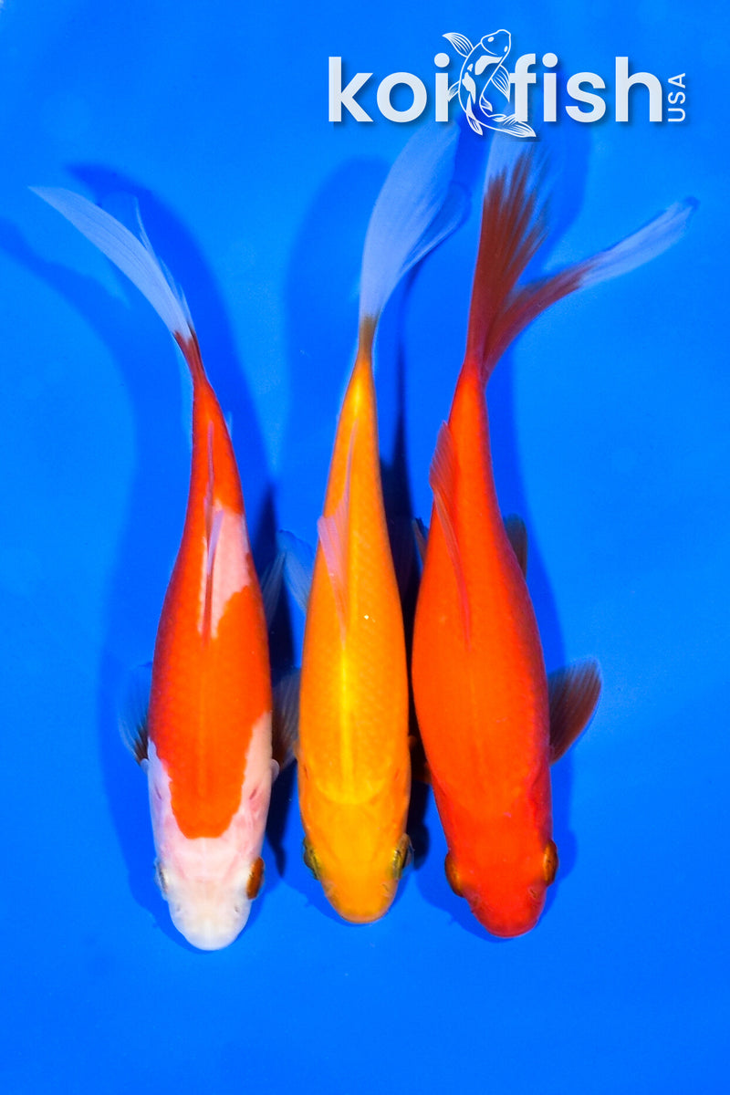PACK OF (3) 5-5.5" COMET GOLDFISH