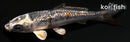 3.75" GINRIN KUJAKU