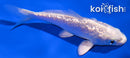 3.75" GINRIN PLATINUM OGON