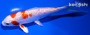 5.5" GINRIN HARIWAKE