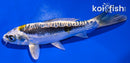 6" KIN KIKOKURYU