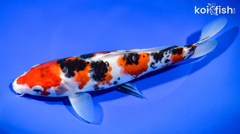 9.25" SANKE