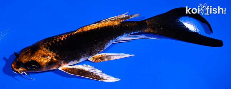 5.5" ORENJI MATSUBA BUTTERFLY