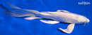 9.25" PLATINUM OGON BUTTERFLY