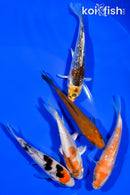 PACK OF (5) 3.5"- 3.75" STANDARD KOI