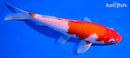 6.75" KOHAKU