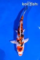 6" GINRIN YAMATO NISHIKI