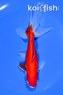5.5" SARASA WATONAI GOLDFISH