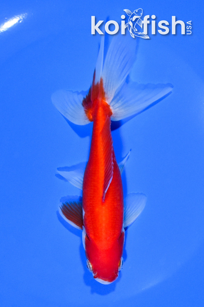 5.5" SARASA WATONAI GOLDFISH