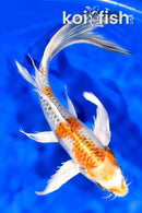 7.5" YAMATO NISHIKI BUTTERFLY