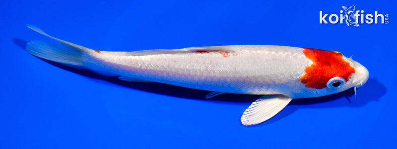 6.5" HARIWAKE