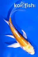 4" DOITSU LEMON HARIWAKE BUTTERFLY