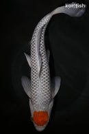 13" TANCHO OCHIBA SHIGURE