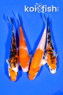 PACK OF (4) 3.75-4.5" MIXED STANDARD KOI