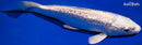 6.25" GINRIN PLATINUM OGON