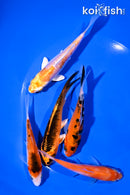 PACK OF (5) 4-5" STANDARD KOI