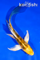 5" KUJAKU BUTTERFLY