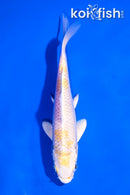 5.5" LEMON HARIWAKE