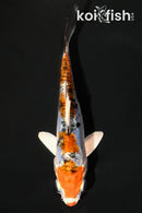 5.25" HEISEI NISHIKI