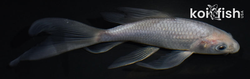 5.5" SORAGOI BUTTERFLY