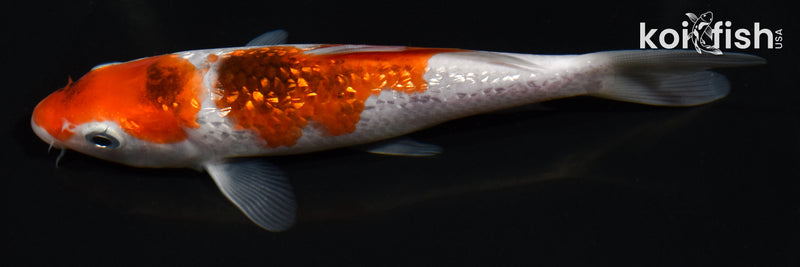 5.5" GINRIN GOROMO