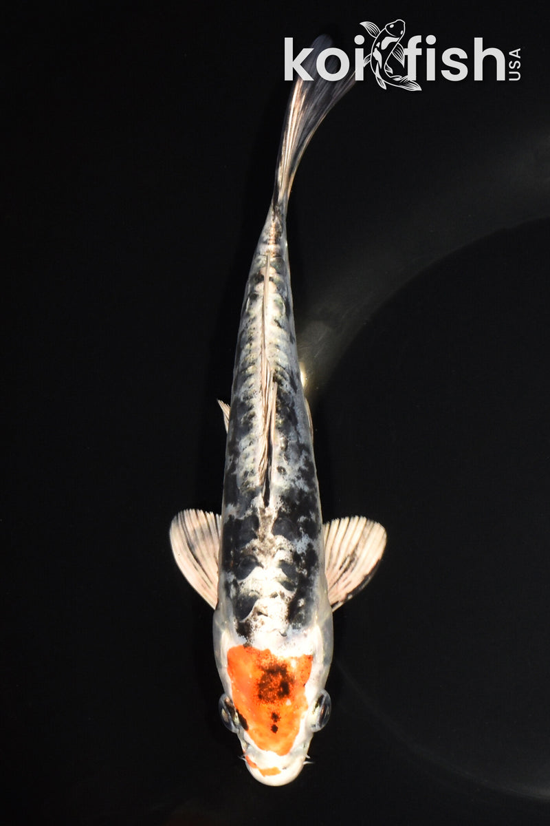7.5" HEISEI NISHIKI