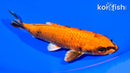 6.25" KIN HI UTSURI