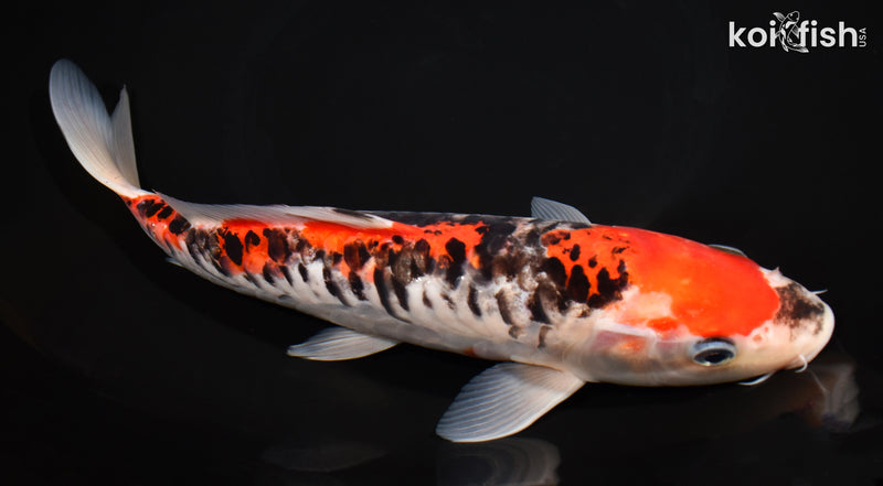 10.75" DOITSU GOSHIKI