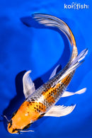7.5" KUJAKU BUTTERFLY