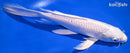 9.5" PLATINUM OGON BUTTERFLY
