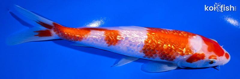 6.75" GINRIN KOHAKU