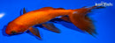 7.25" WATONAI GOLDFISH
