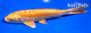 5.5" DOITSU YAMABUKI OGON