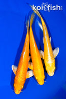 PACK OF (3) 6"- 6.25" YAMABUKI OGON